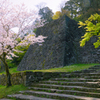 人吉城跡の桜