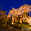 浄専寺のしだれ桜