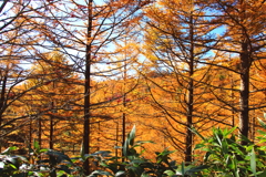 富士見台高原の紅葉