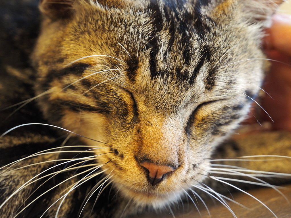 猫　気持ちいいね