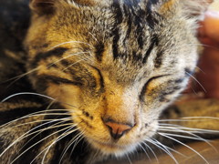 猫 気持ちいいね