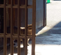 見つめ猫