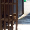 見つめ猫
