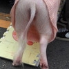おブタさん