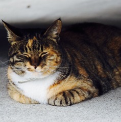猫ですが、、なんだい？