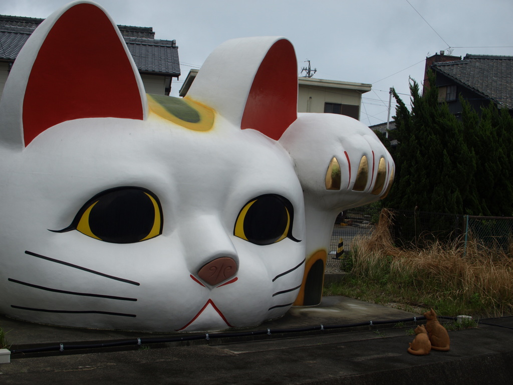 猫　にらみ合い