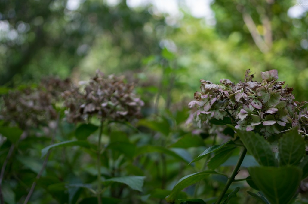 枯れ紫陽花