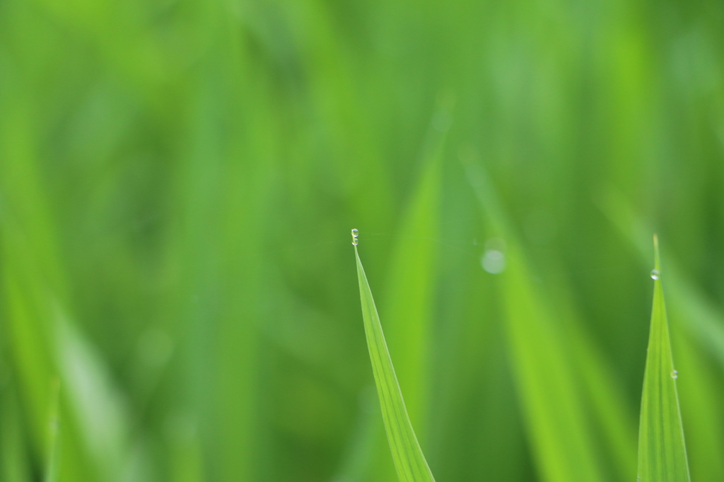 梅雨