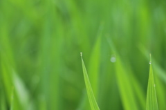 梅雨