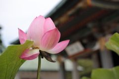 蓮の花