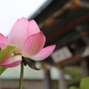 蓮の花