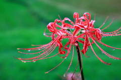 彼岸花