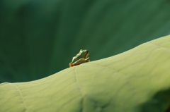 かえる