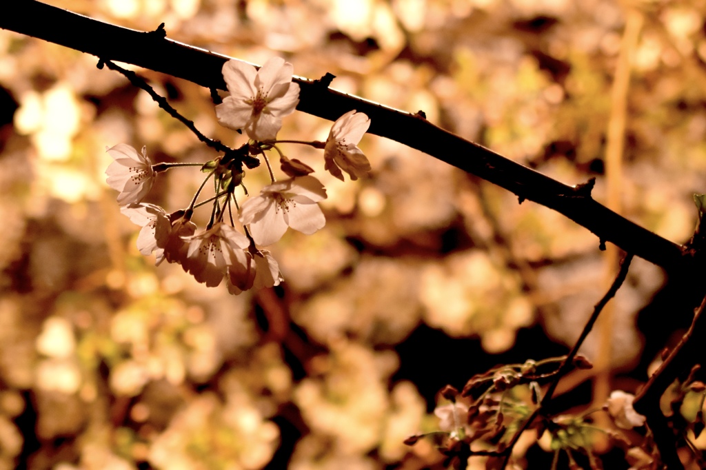 夜桜