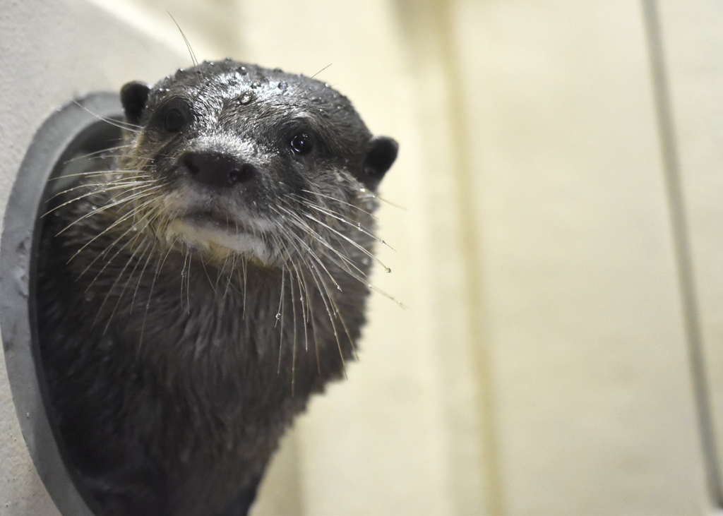 水も滴るいいカワウソ