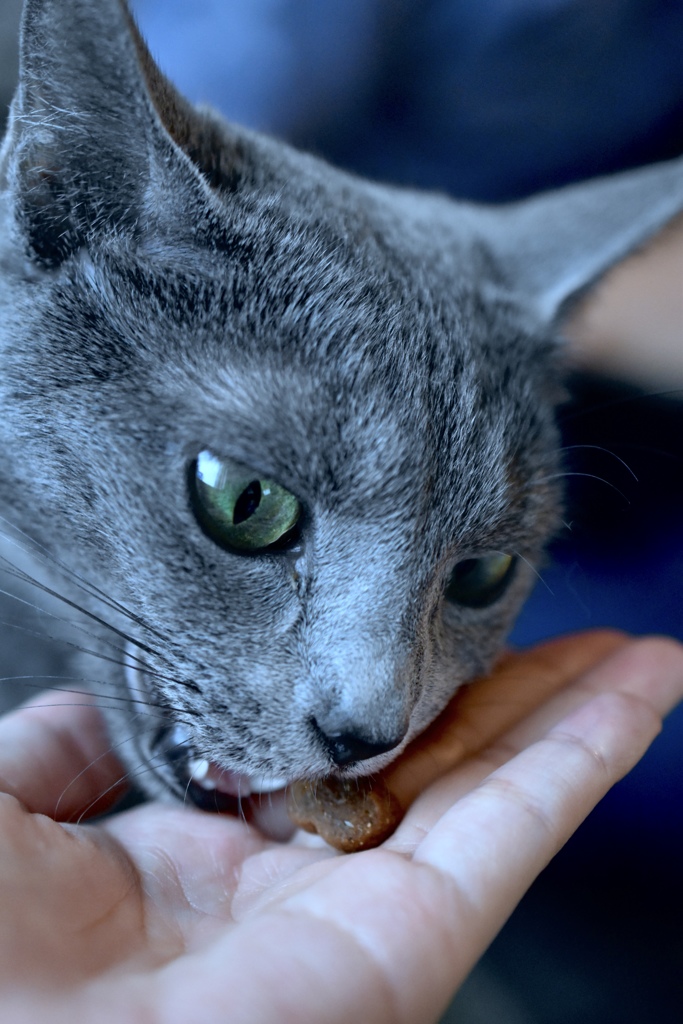 猫