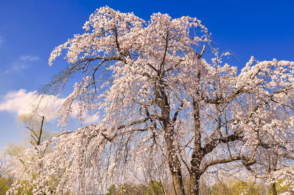 桜滝