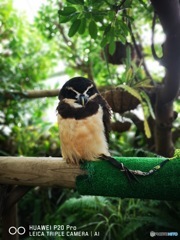 伊豆高原　シャボテン公園　4