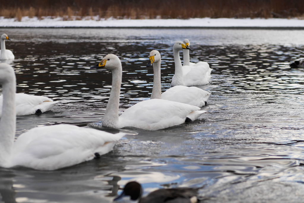 静内川　白鳥　#2