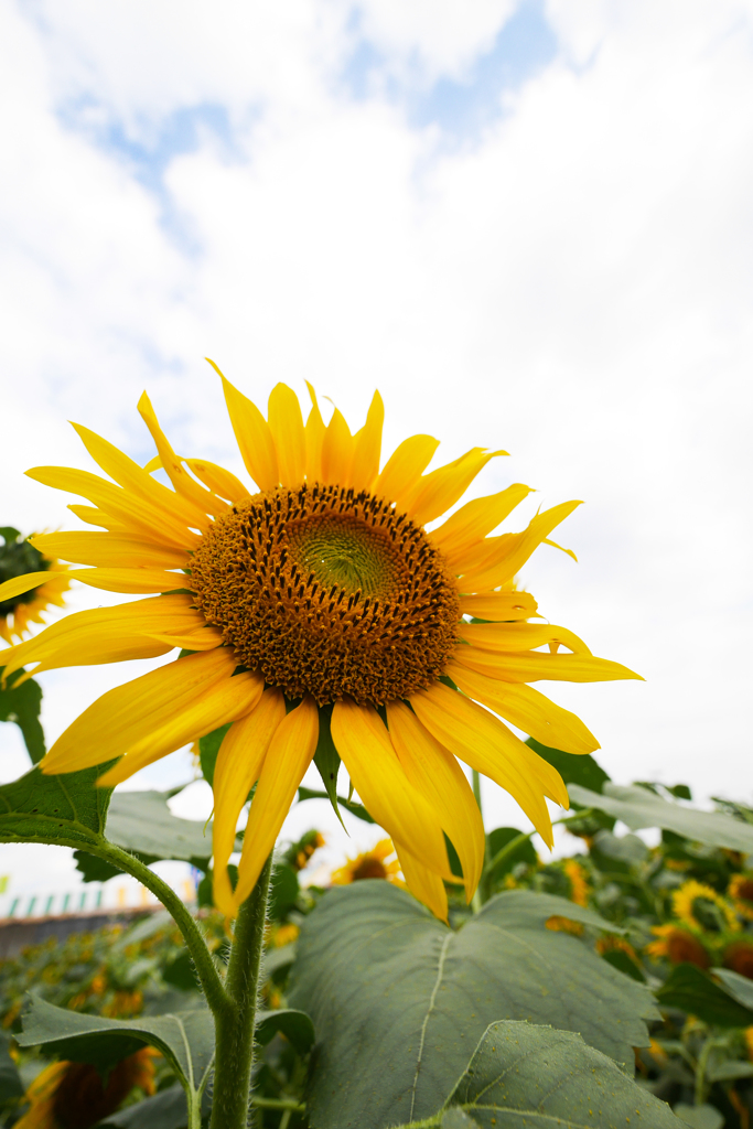 座間ひまわり　#1