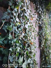 ライカ監修の緑