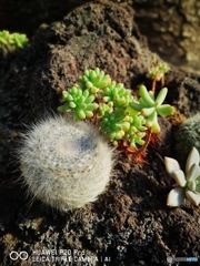 伊豆高原　シャボテン公園　5