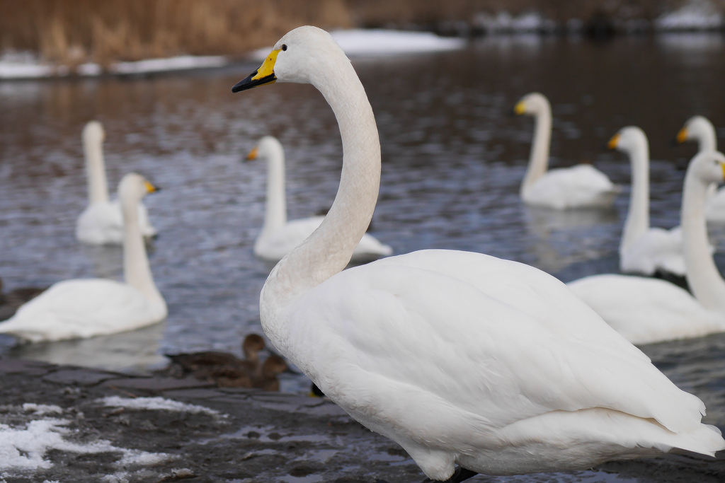 静内川　白鳥　#1