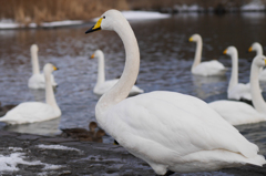 静内川　白鳥　#1