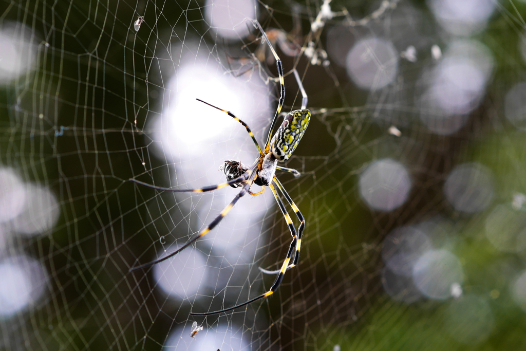 ショロウグモ　捕食