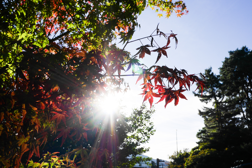 河口湖　湖畔の紅葉
