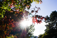 河口湖　湖畔の紅葉