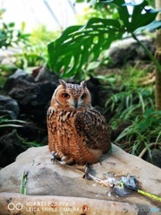 伊豆高原　シャボテン公園　1