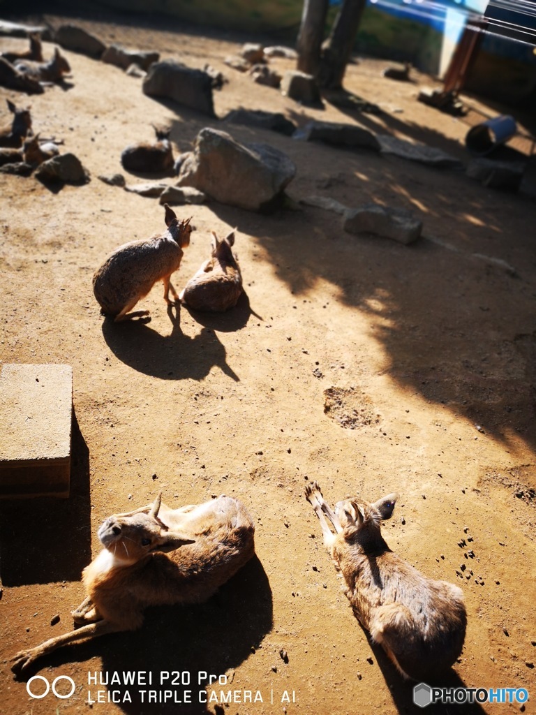 伊豆高原　シャボテン公園　3