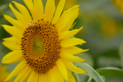 座間ひまわり　#3