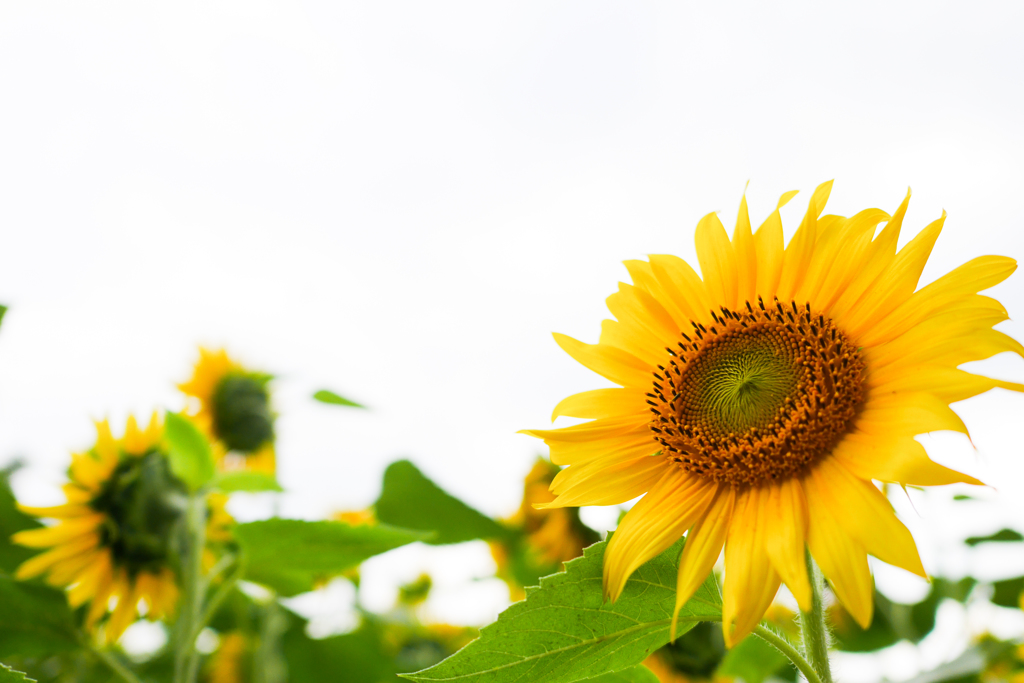 座間ひまわり　#2