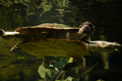 アダマンタイマイ