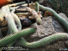 伊豆高原　シャボテン公園　2