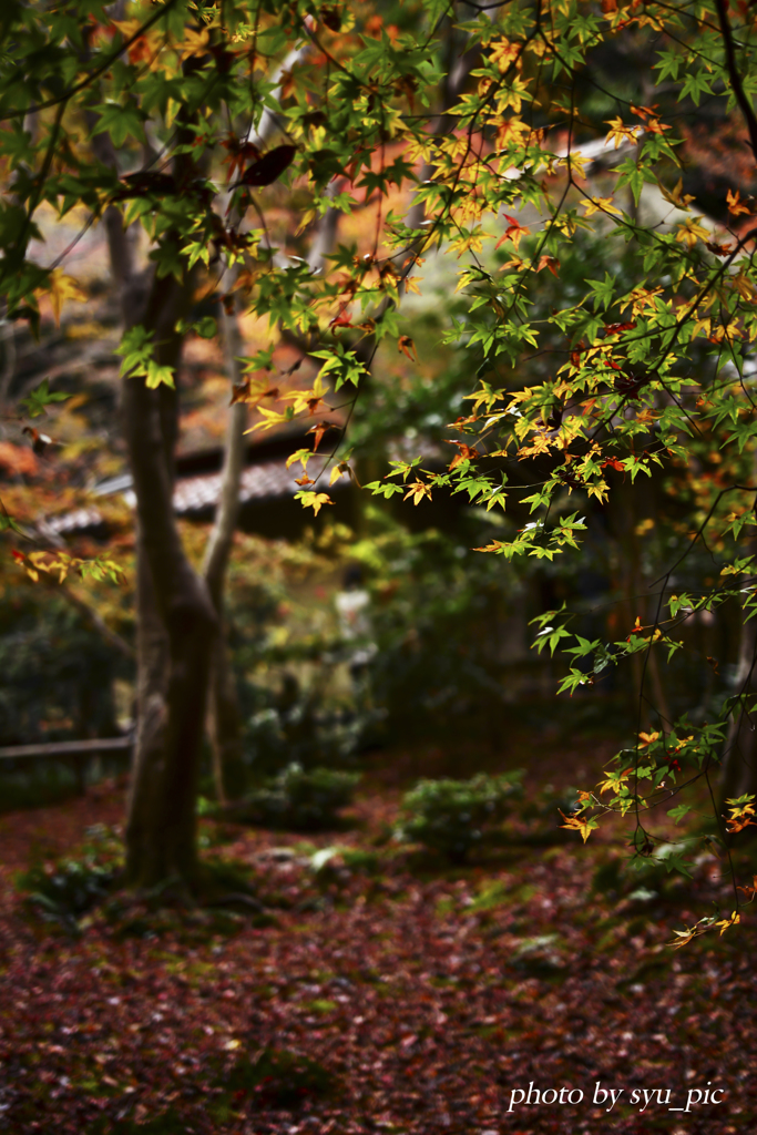 祇王寺