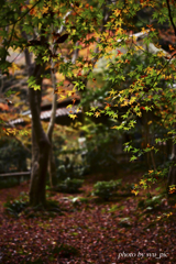 祇王寺