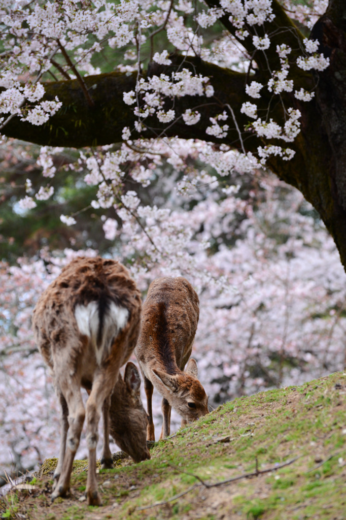 桜と鹿