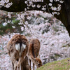 桜と鹿