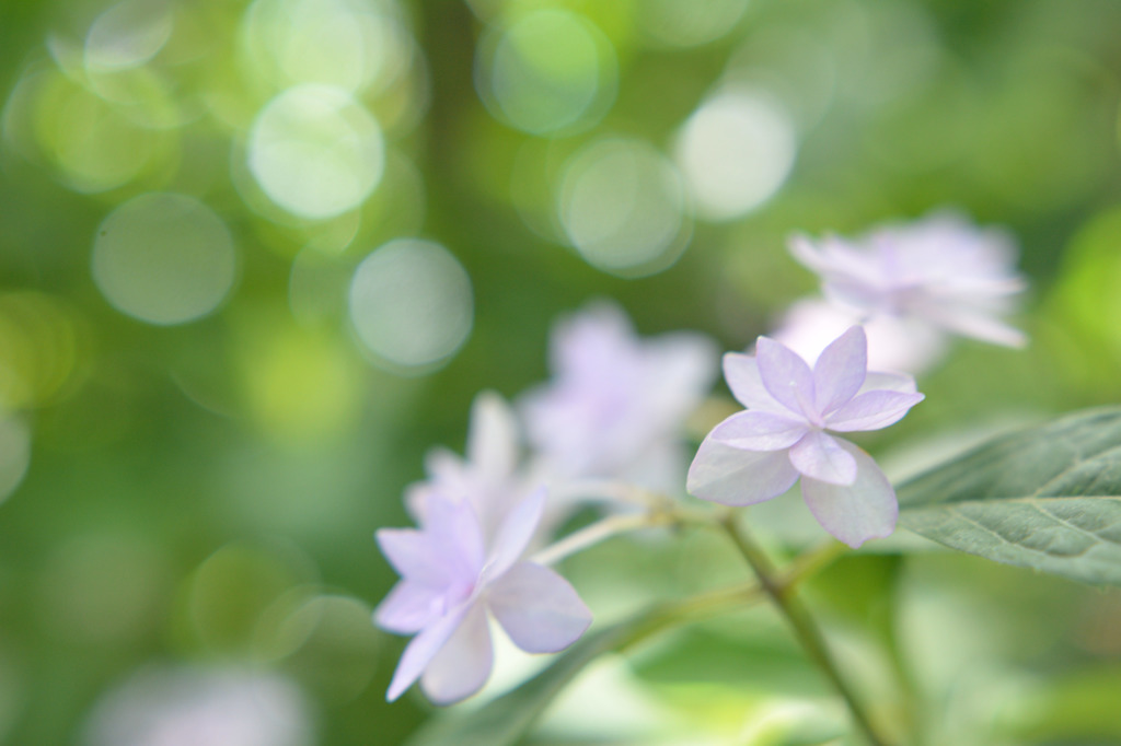 幻の花 シチダンカ