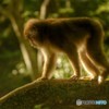 野ざる