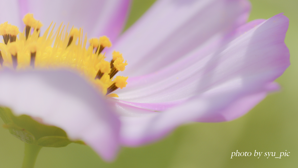 秋桜