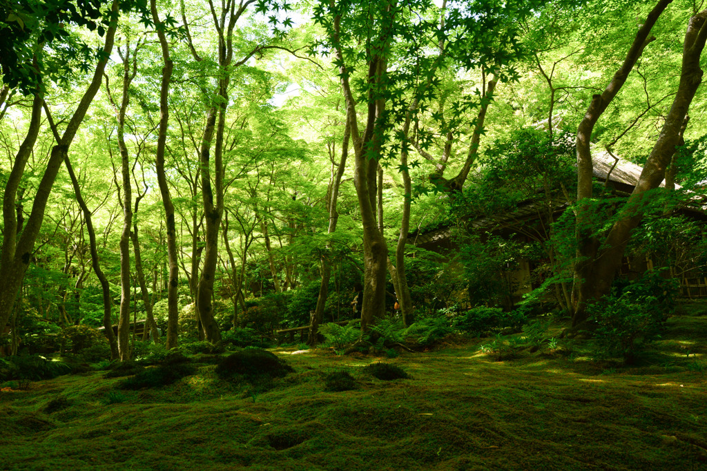 苔苔苔苔…