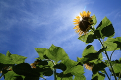 盛夏