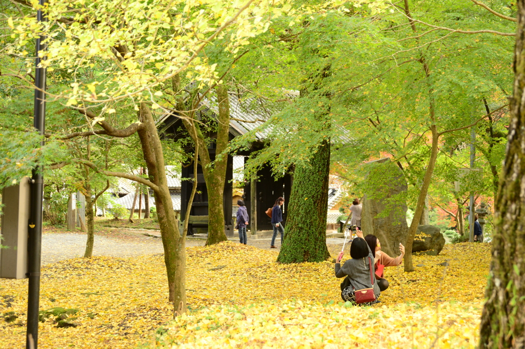 イチョウメインで。