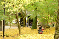 イチョウメインで。