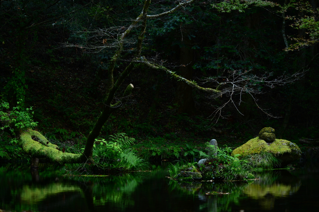 静かに苔る。