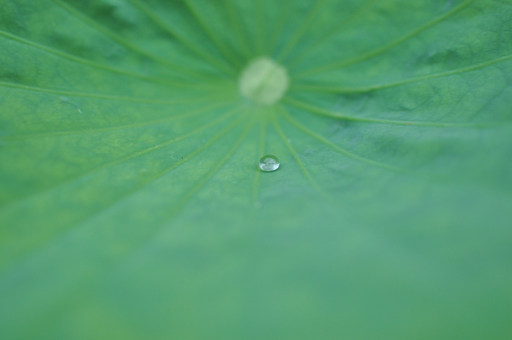 ちょっとだけ雨。